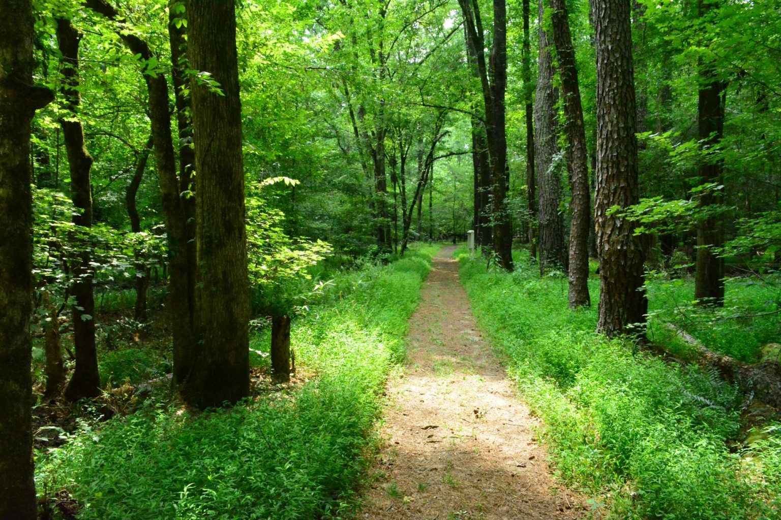 Town Creek Indian Mound – TOWN OF MOUNT GILEAD